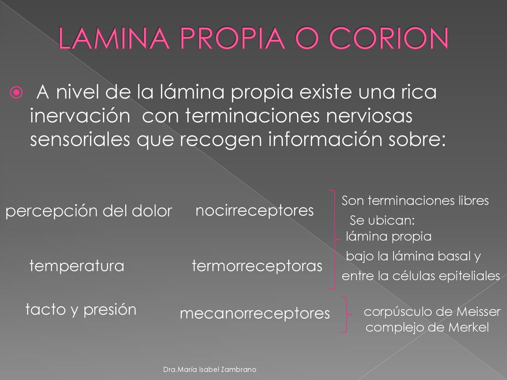 LAMINA PROPIA O CORION A nivel de la lámina propia existe una rica inervación con terminaciones nerviosas sensoriales que recogen información sobre: