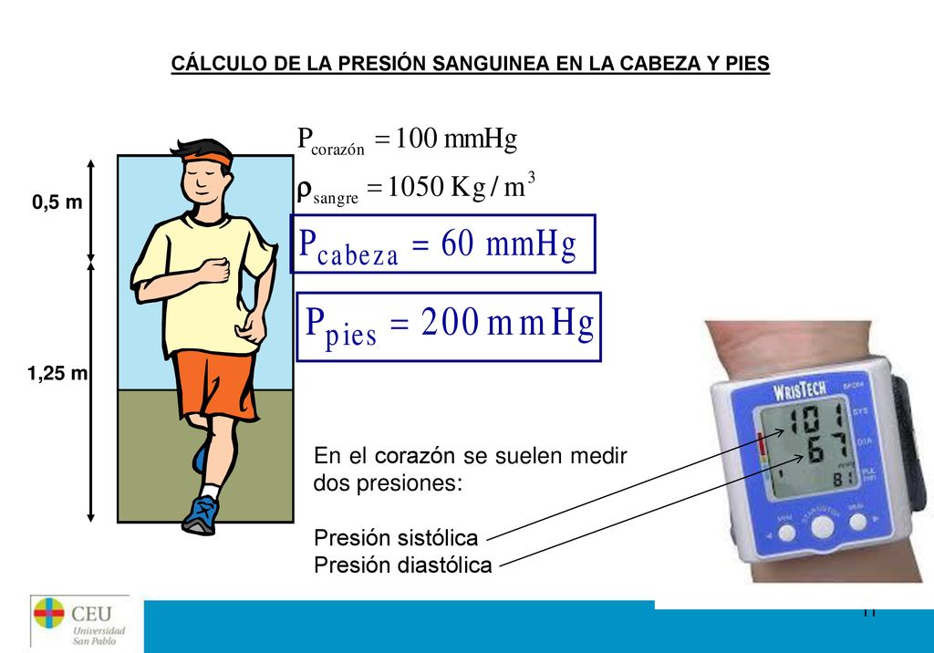 CÁLCULO DE LA PRESIÓN SANGUINEA EN LA CABEZA Y PIES