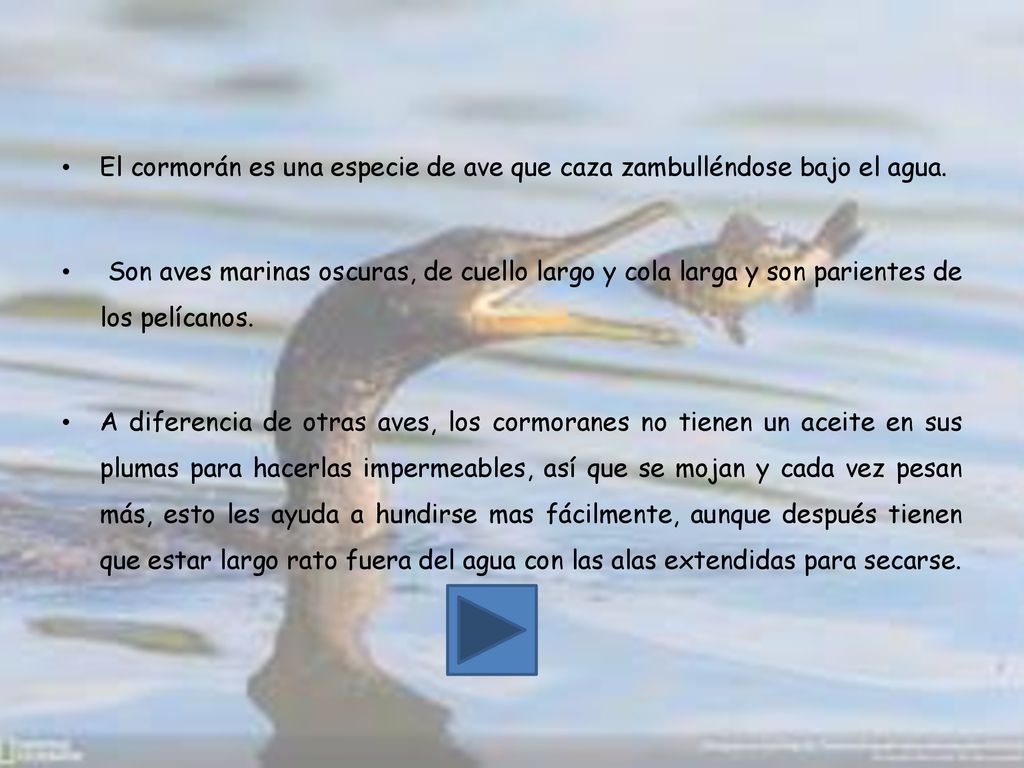 El cormorán es una especie de ave que caza zambulléndose bajo el agua.