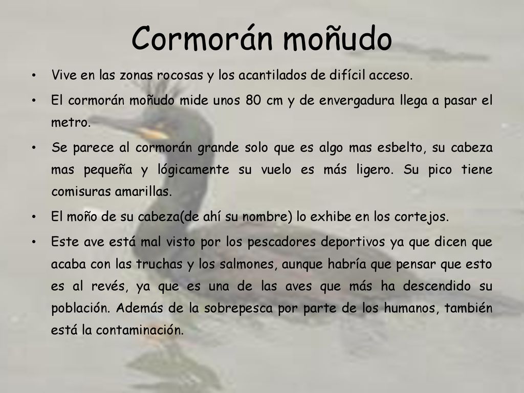 Cormorán moñudo Vive en las zonas rocosas y los acantilados de difícil acceso.