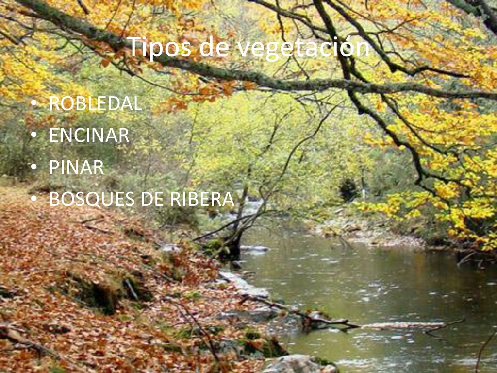 Tipos de vegetación ROBLEDAL ENCINAR PINAR BOSQUES DE RIBERA