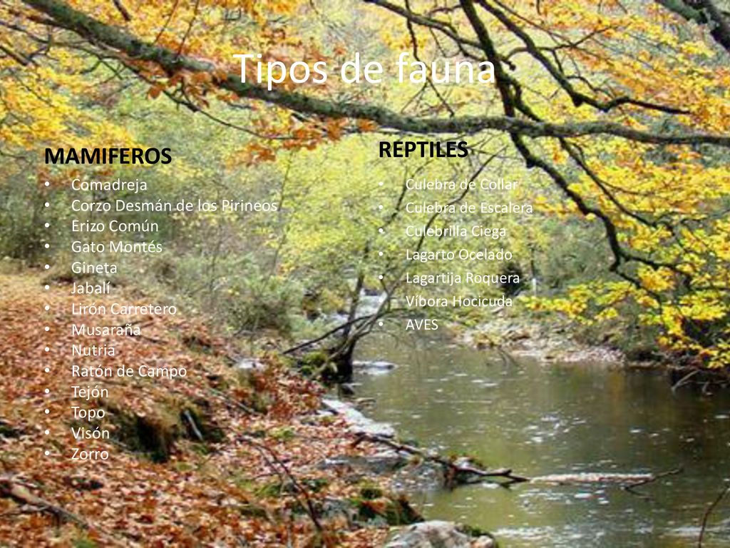 Tipos de fauna REPTILES MAMIFEROS Comadreja