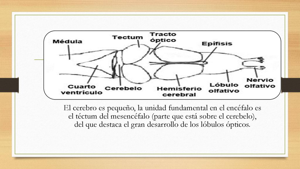 El cerebro es pequeño, la unidad fundamental en el encéfalo es el téctum del mesencéfalo (parte que está sobre el cerebelo), del que destaca el gran desarrollo de los lóbulos ópticos.