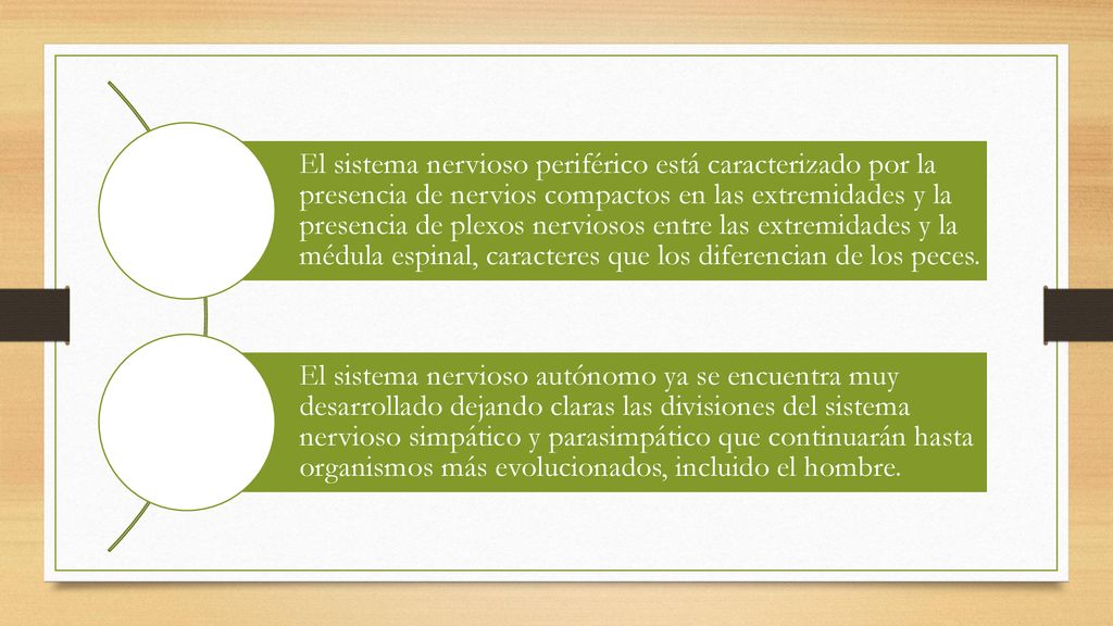 El sistema nervioso periférico está caracterizado por la presencia de nervios compactos en las extremidades y la presencia de plexos nerviosos entre las extremidades y la médula espinal, caracteres que los diferencian de los peces.