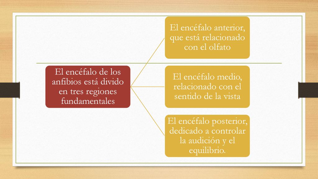 El encéfalo de los anfibios está divido en tres regiones fundamentales