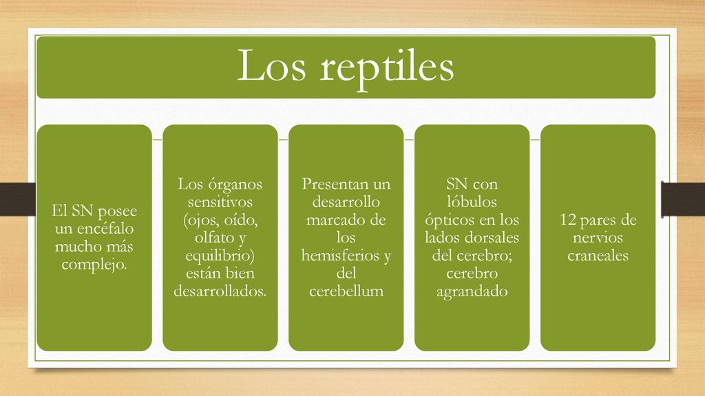 Los reptiles El SN posee un encéfalo mucho más complejo.