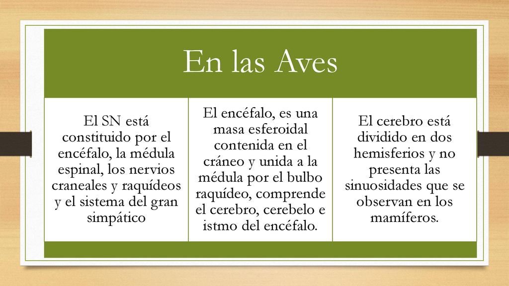 En las Aves El SN está constituido por el encéfalo, la médula espinal, los nervios craneales y raquídeos y el sistema del gran simpático.