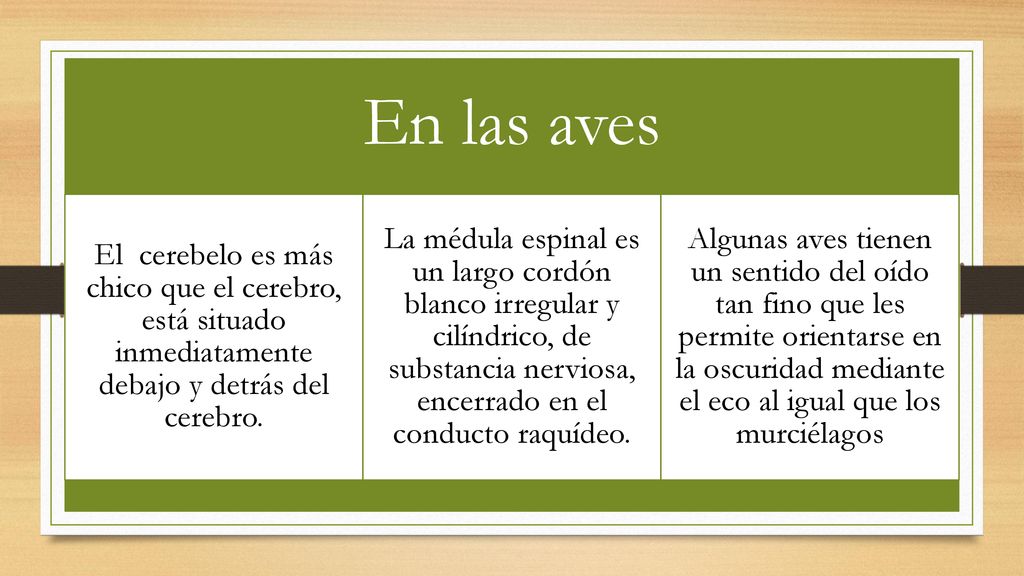 En las aves El cerebelo es más chico que el cerebro, está situado inmediatamente debajo y detrás del cerebro.