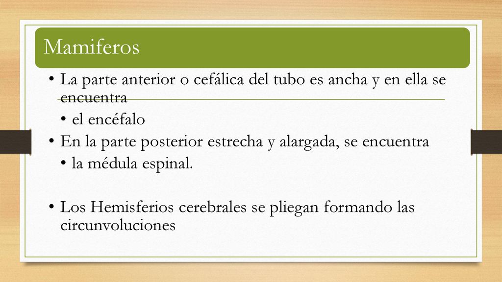 Mamiferos La parte anterior o cefálica del tubo es ancha y en ella se encuentra. el encéfalo.