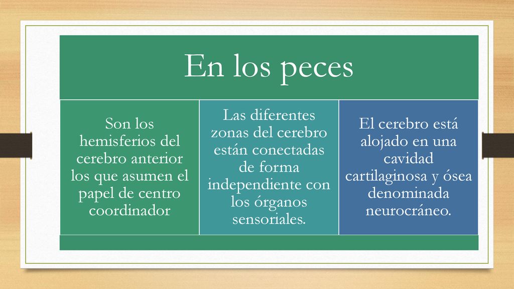 En los peces Son los hemisferios del cerebro anterior los que asumen el papel de centro coordinador.