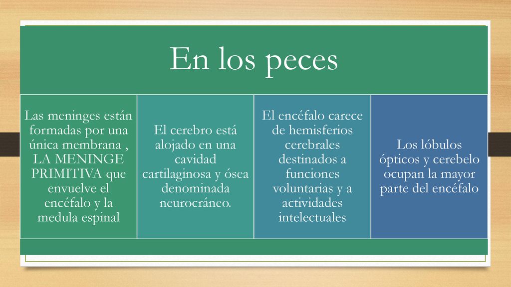 Los lóbulos ópticos y cerebelo ocupan la mayor parte del encéfalo