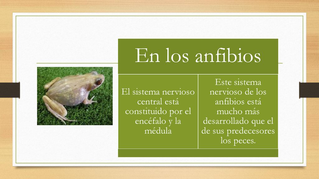 En los anfibios El sistema nervioso central está constituido por el encéfalo y la médula.