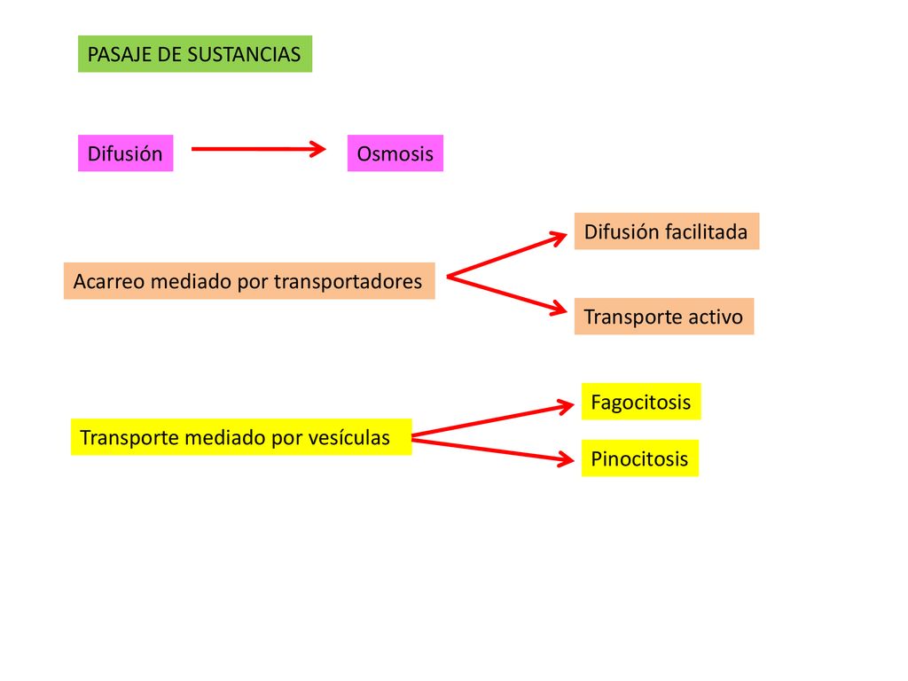 PASAJE DE SUSTANCIAS Difusión. Osmosis. Difusión facilitada. Acarreo mediado por transportadores.