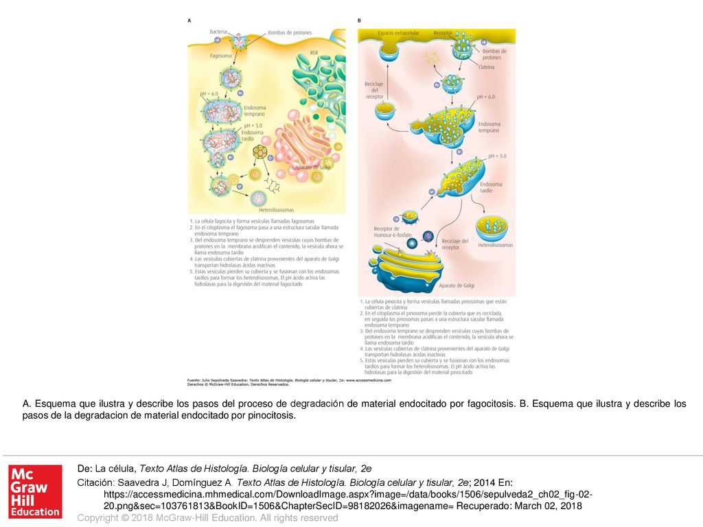 A. Esquema que ilustra y describe los pasos del proceso de degradación de material endocitado por fagocitosis. B. Esquema que ilustra y describe los pasos de la degradacion de material endocitado por pinocitosis.