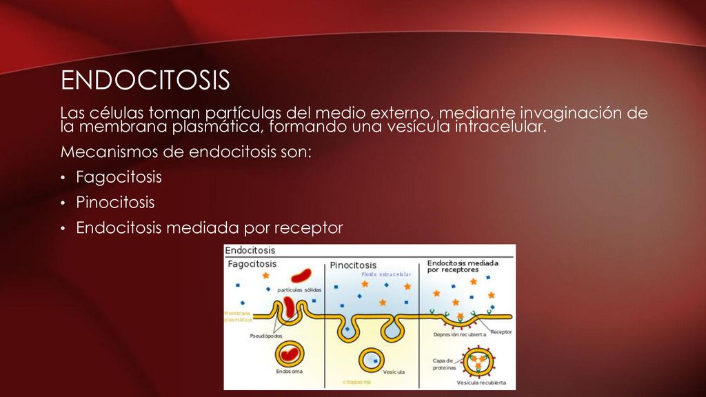 Endocitosis Las células toman partículas del medio externo, mediante invaginación de la membrana plasmática, formando una vesícula intracelular.