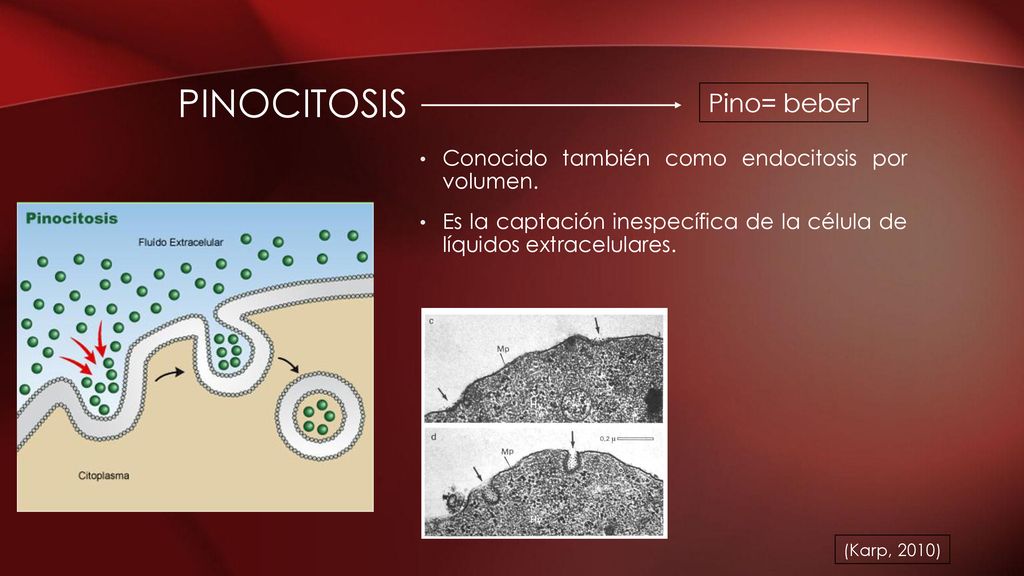 Pinocitosis Pino= beber Conocido también como endocitosis por volumen.