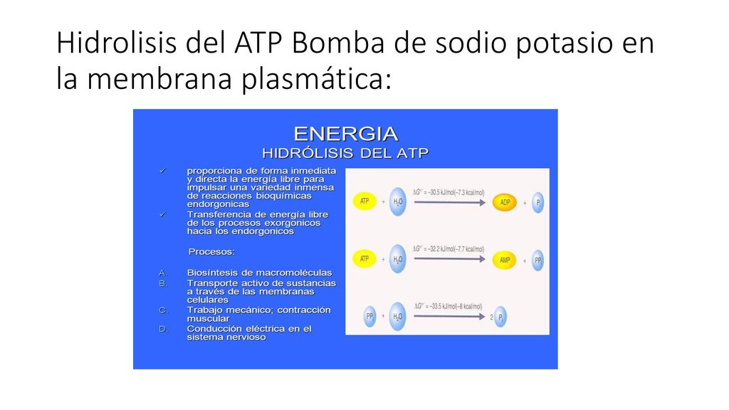 Hidrolisis del ATP Bomba de sodio potasio en la membrana plasmática: