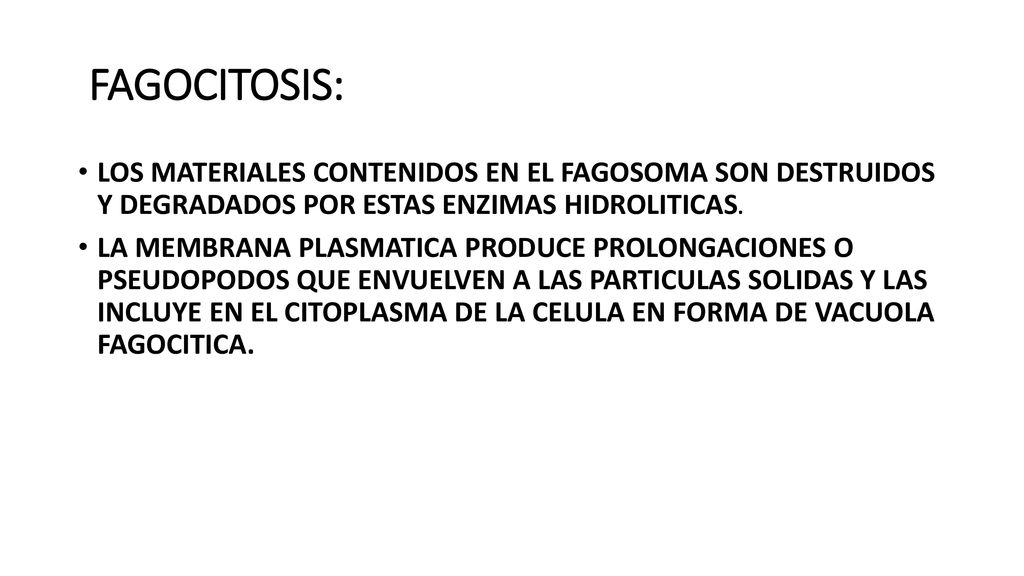 FAGOCITOSIS: LOS MATERIALES CONTENIDOS EN EL FAGOSOMA SON DESTRUIDOS Y DEGRADADOS POR ESTAS ENZIMAS HIDROLITICAS.
