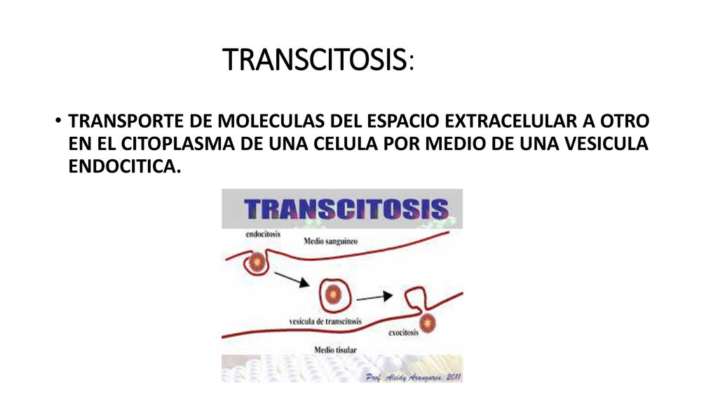 TRANSCITOSIS: TRANSPORTE DE MOLECULAS DEL ESPACIO EXTRACELULAR A OTRO EN EL CITOPLASMA DE UNA CELULA POR MEDIO DE UNA VESICULA ENDOCITICA.