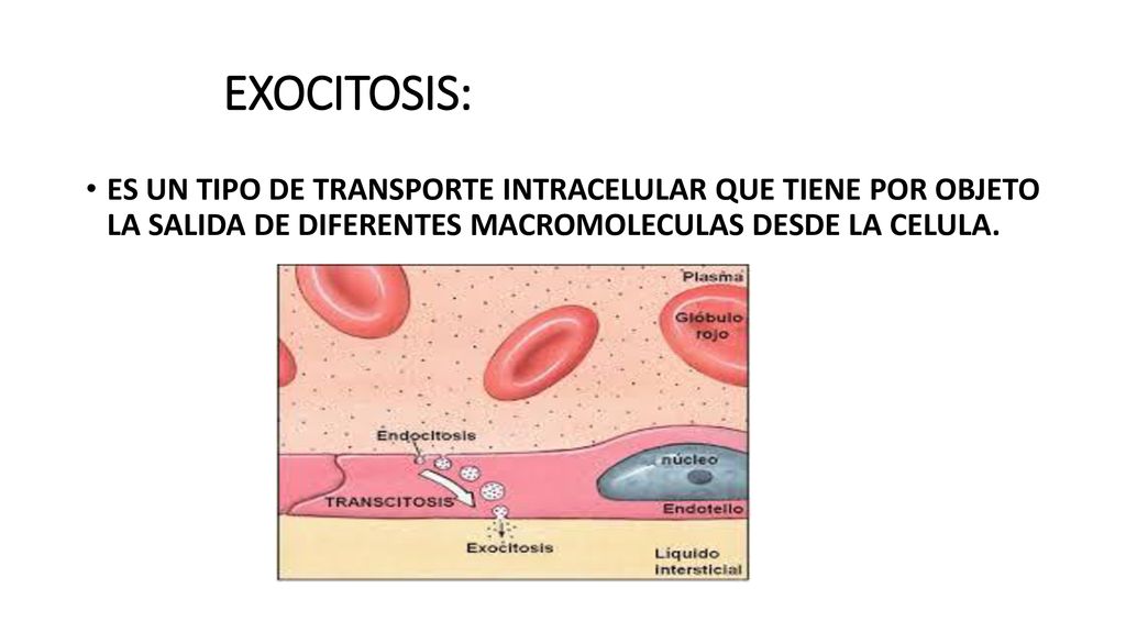 EXOCITOSIS: ES UN TIPO DE TRANSPORTE INTRACELULAR QUE TIENE POR OBJETO LA SALIDA DE DIFERENTES MACROMOLECULAS DESDE LA CELULA.