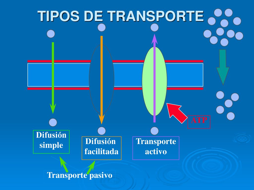 TIPOS DE TRANSPORTE ATP Difusión simple Difusión facilitada Transporte