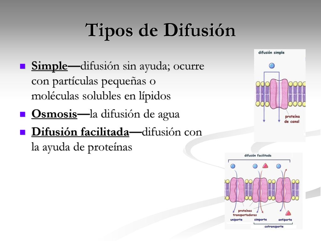Tipos de Difusión Simple—difusión sin ayuda; ocurre con partículas pequeñas o moléculas solubles en lípidos.