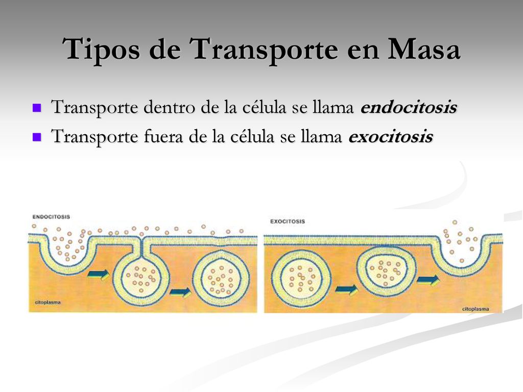 Tipos de Transporte en Masa