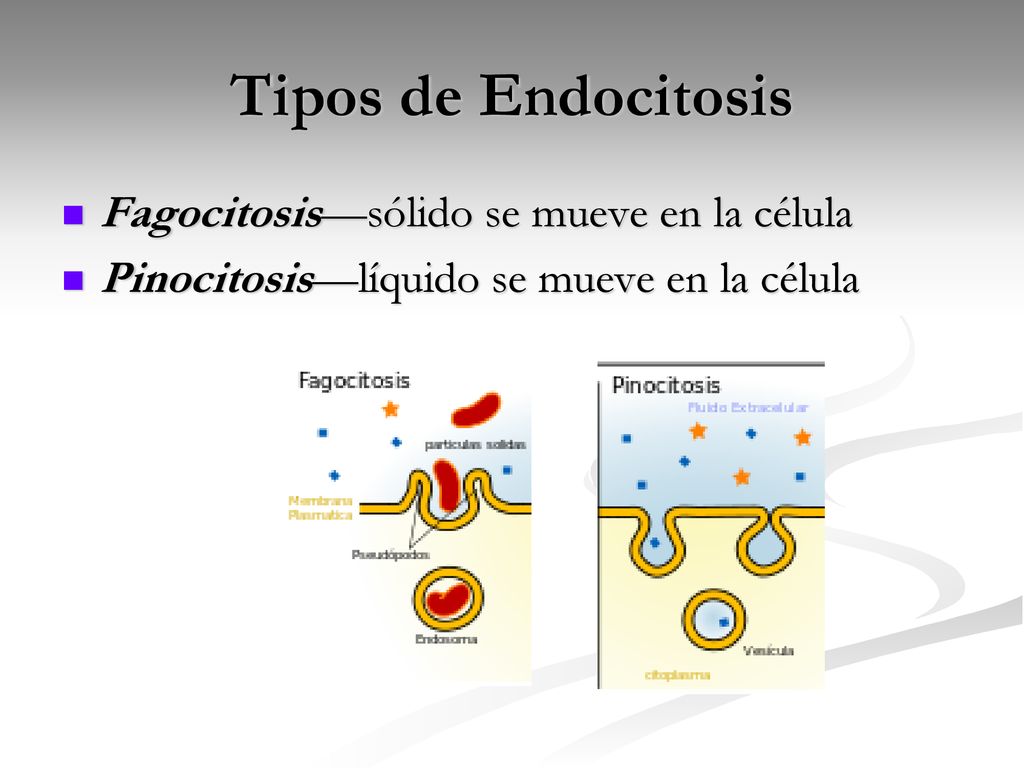 Tipos de Endocitosis Fagocitosis—sólido se mueve en la célula