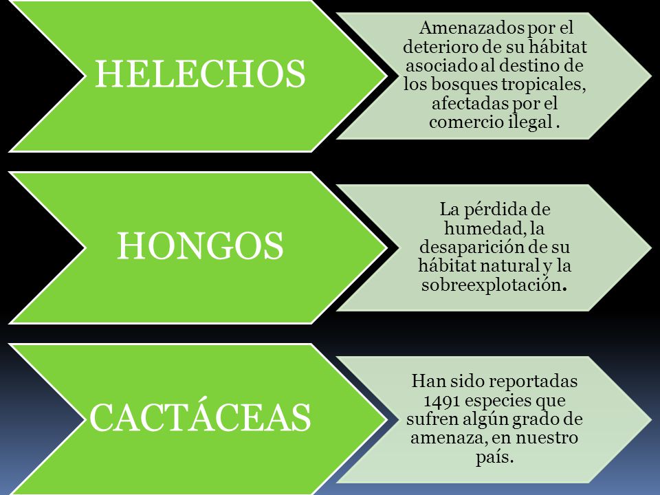 HELECHOS HONGOS CACTÁCEAS