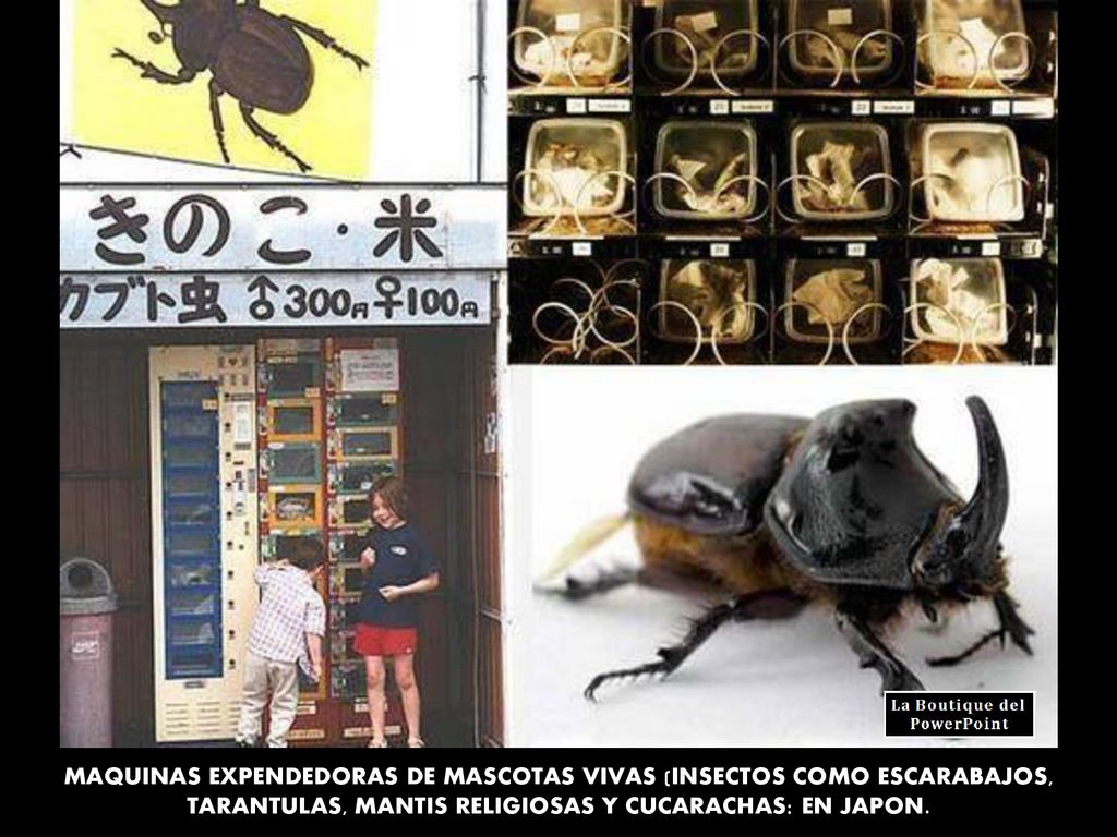 MAQUINAS EXPENDEDORAS DE MASCOTAS VIVAS (INSECTOS COMO ESCARABAJOS, TARANTULAS, MANTIS RELIGIOSAS Y CUCARACHAS: EN JAPON.