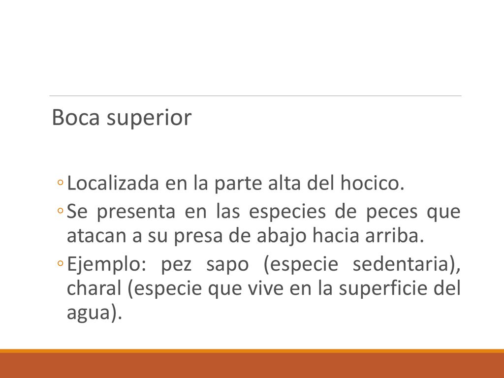 Boca superior Localizada en la parte alta del hocico.