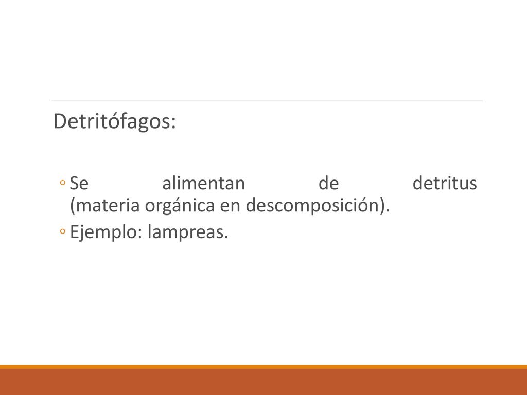 Detritófagos: Se alimentan de detritus (materia orgánica en descomposición). Ejemplo: lampreas.
