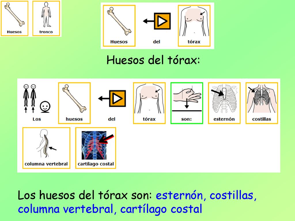 Huesos del tórax: Los huesos del tórax son: esternón, costillas, columna vertebral, cartílago costal.