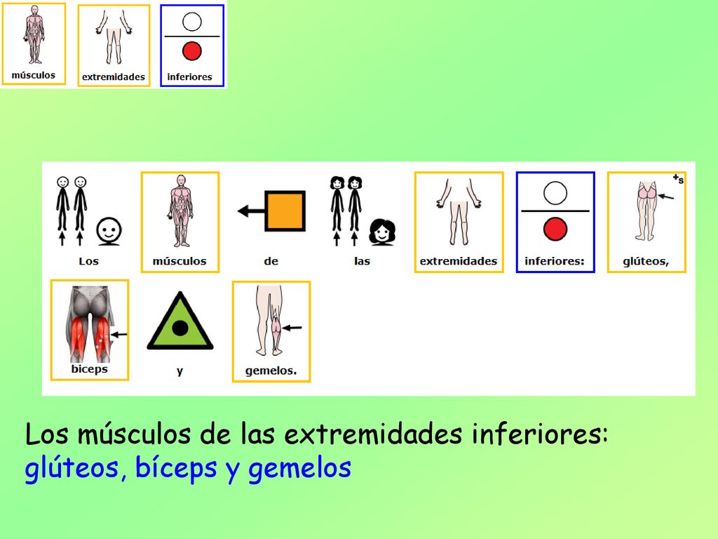 Los músculos de las extremidades inferiores: glúteos, bíceps y gemelos
