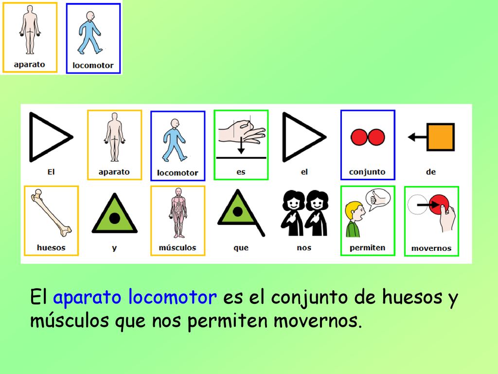 El aparato locomotor es el conjunto de huesos y músculos que nos permiten movernos.