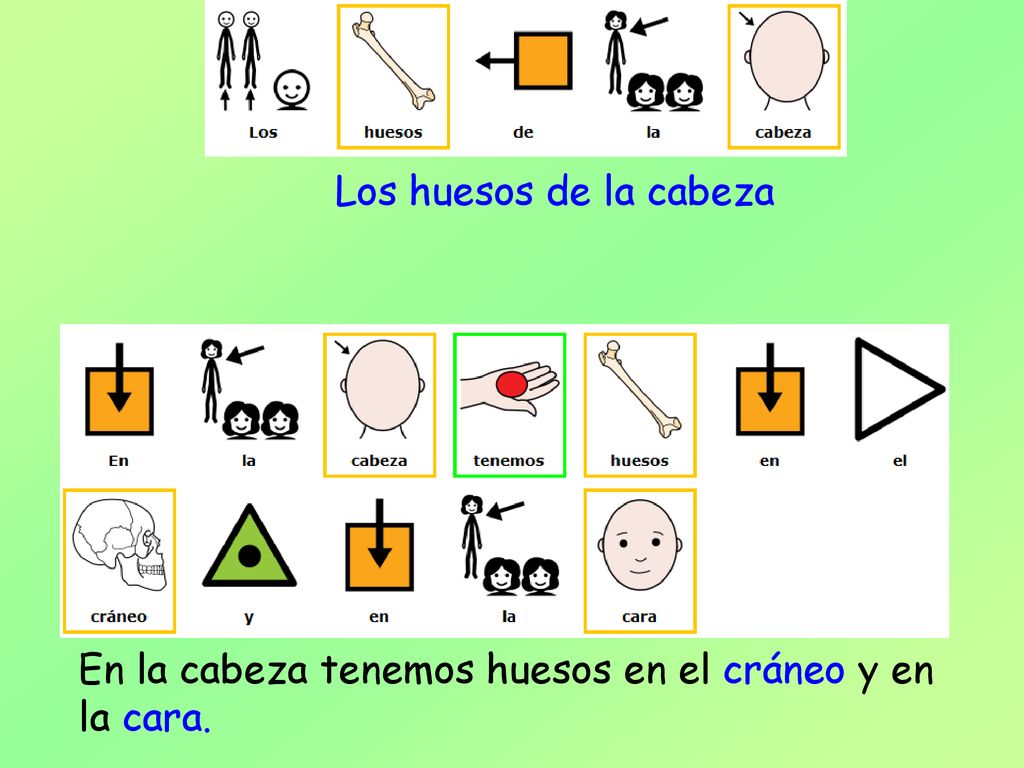 Los huesos de la cabeza En la cabeza tenemos huesos en el cráneo y en la cara.
