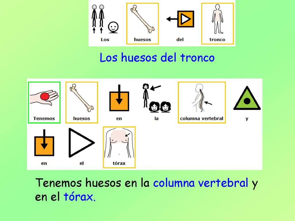 Los huesos del tronco Tenemos huesos en la columna vertebral y en el tórax.