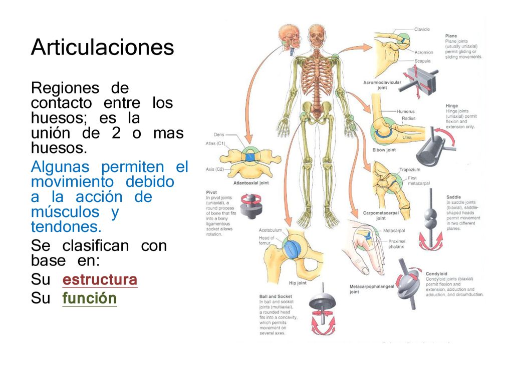 Articulaciones Regiones de contacto entre los huesos; es la unión de 2 o mas huesos.
