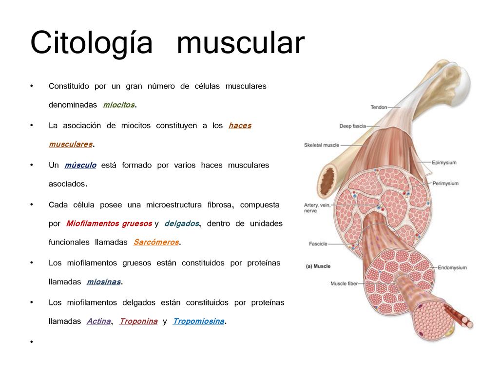 Citología muscular Constituido por un gran número de células musculares denominadas miocitos.
