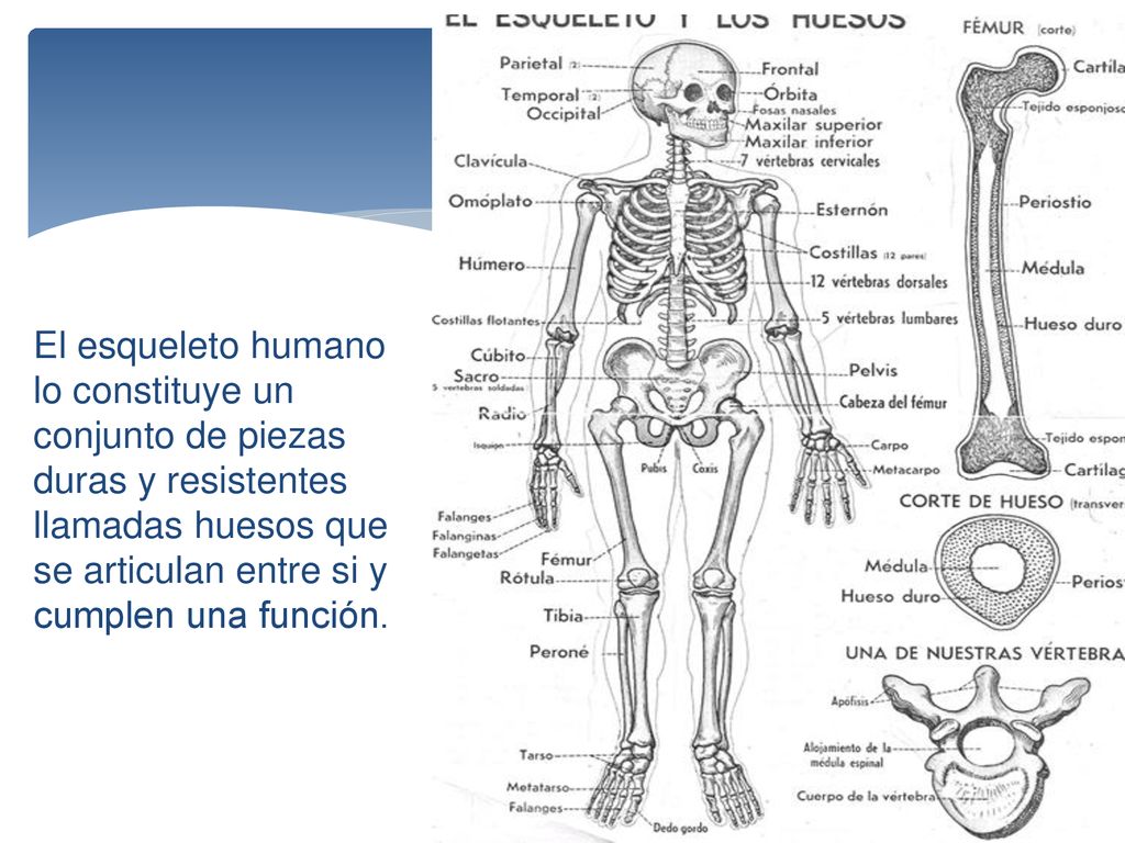 El esqueleto humano lo constituye un conjunto de piezas duras y resistentes llamadas huesos que se articulan entre si y cumplen una función.