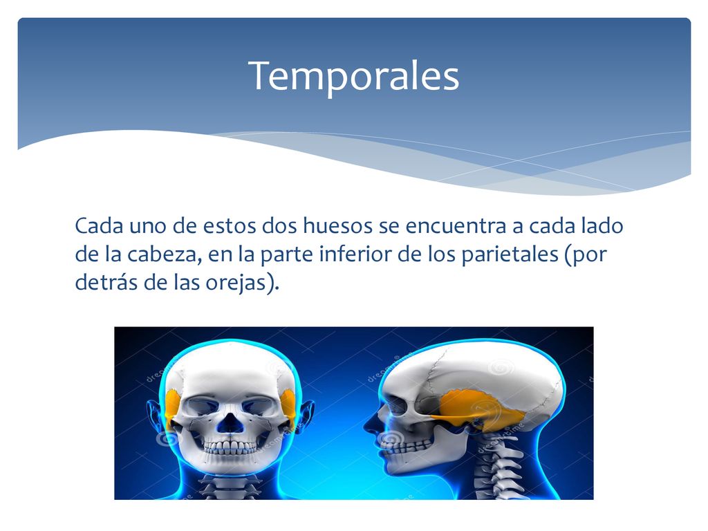 Temporales Cada uno de estos dos huesos se encuentra a cada lado de la cabeza, en la parte inferior de los parietales (por detrás de las orejas).