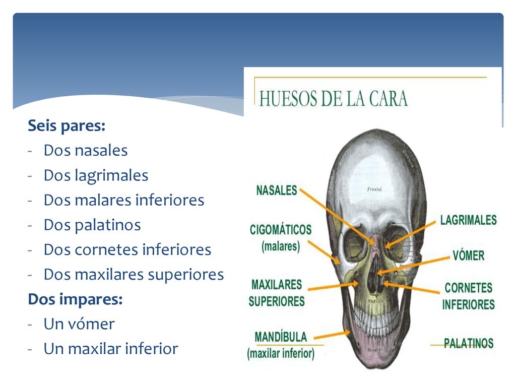 Seis pares: Dos nasales. Dos lagrimales. Dos malares inferiores. Dos palatinos. Dos cornetes inferiores.