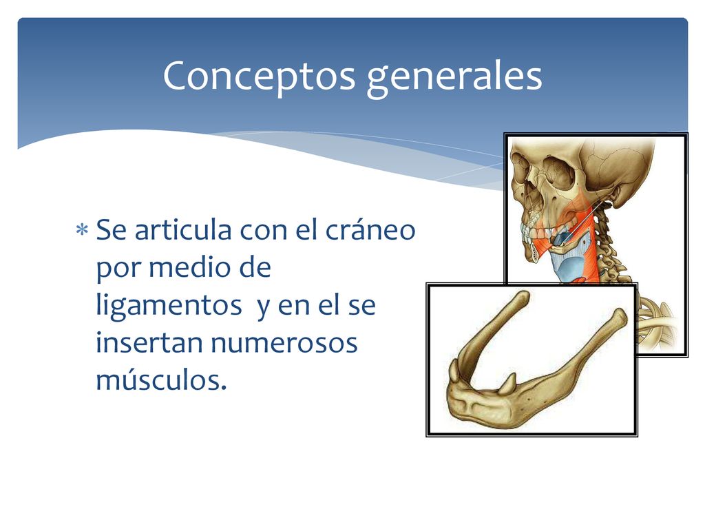 Conceptos generales Se articula con el cráneo por medio de ligamentos y en el se insertan numerosos músculos.