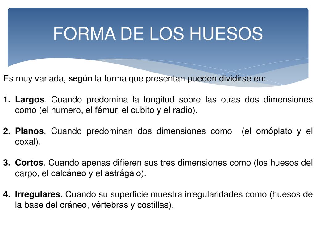FORMA DE LOS HUESOS Es muy variada, según la forma que presentan pueden dividirse en: