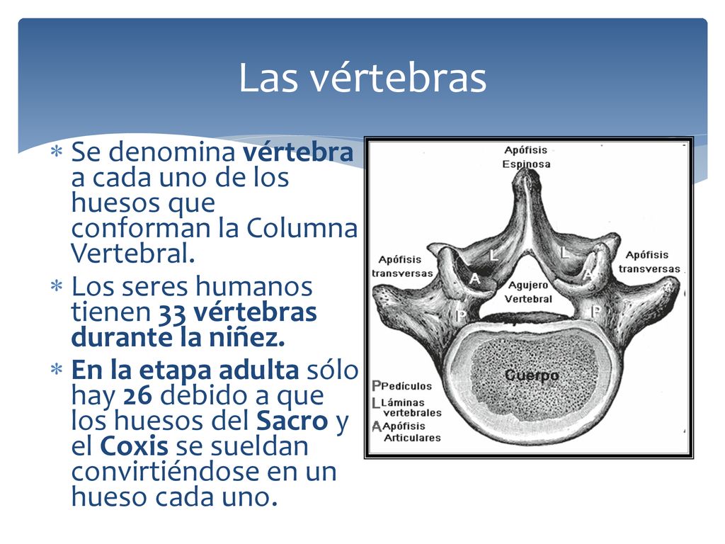 Las vértebras Se denomina vértebra a cada uno de los huesos que conforman la Columna Vertebral.