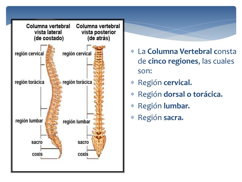 La Columna Vertebral consta de cinco regiones, las cuales son: