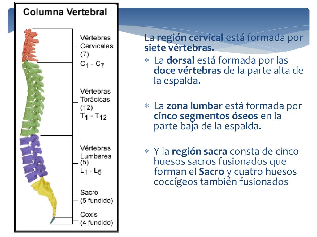 La región cervical está formada por siete vértebras.