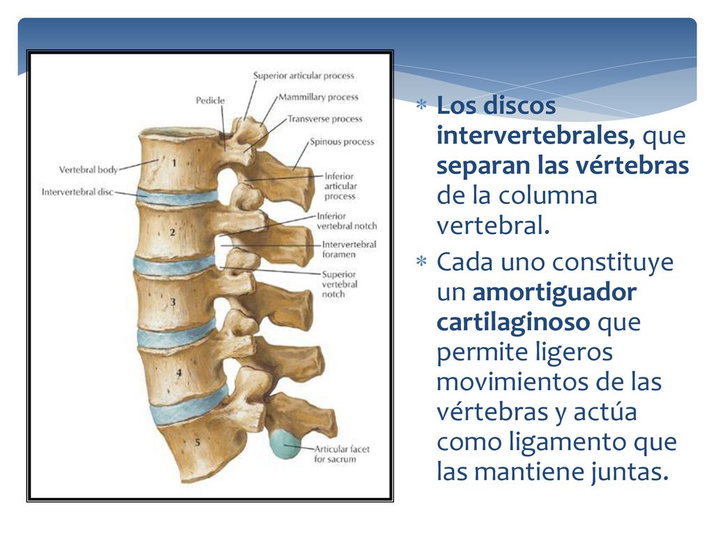 Los discos intervertebrales, que separan las vértebras de la columna vertebral.