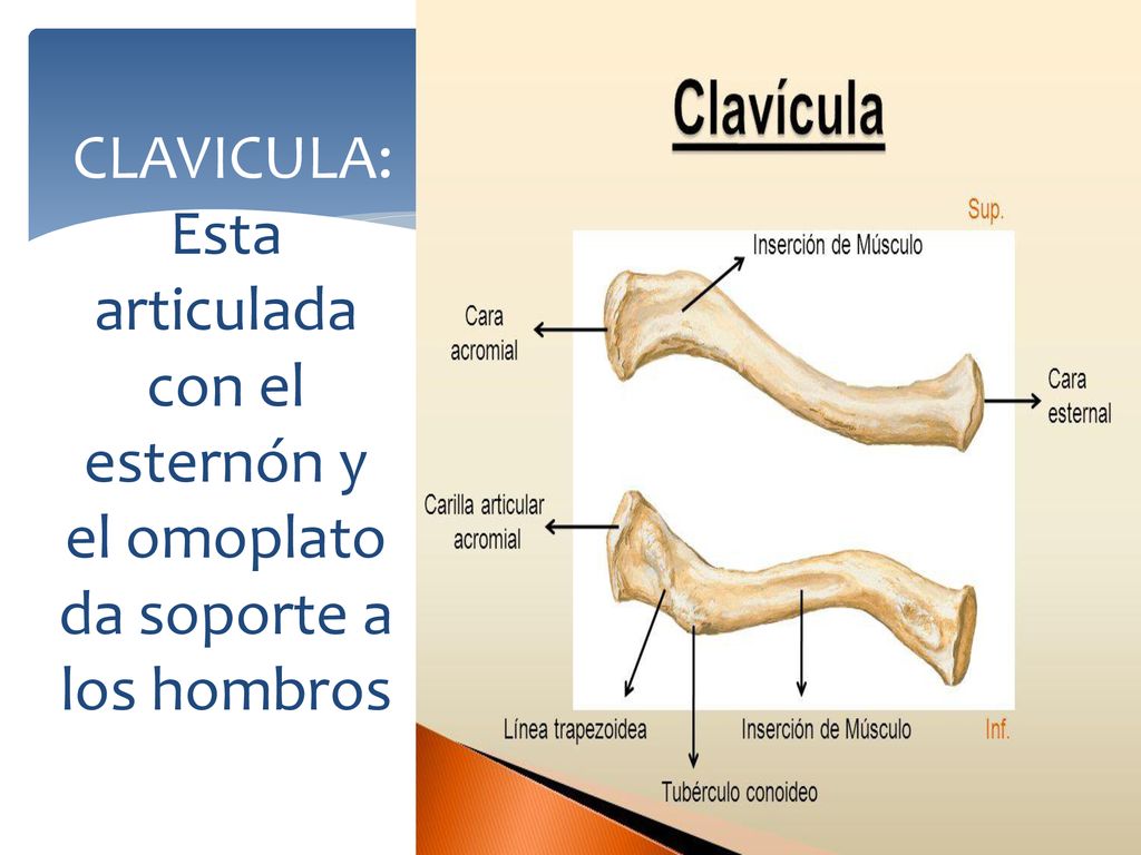 CLAVICULA: Esta articulada con el esternón y el omoplato da soporte a los hombros