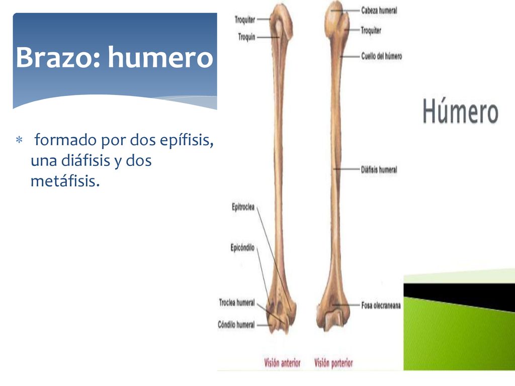Brazo: humero formado por dos epífisis, una diáfisis y dos metáfisis.